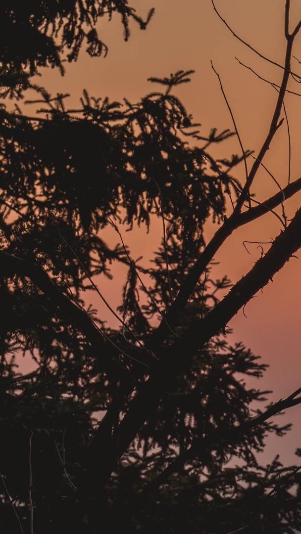 实拍通过树枝观看日落延时摄影视频的预览图