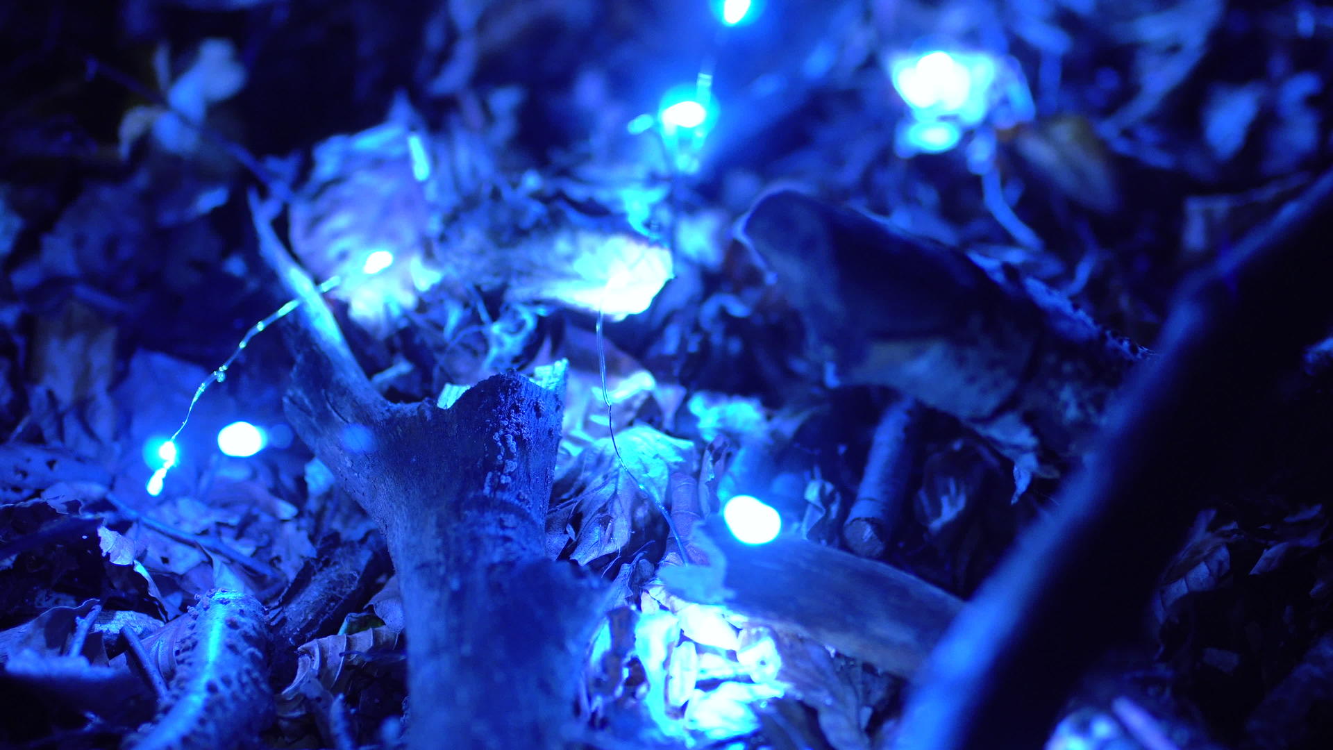 地面上的灯光照亮了树叶和树枝视频的预览图