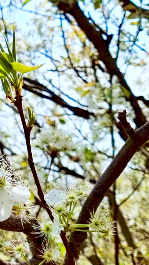 春天来到梨花盛开的视频素材视频的预览图