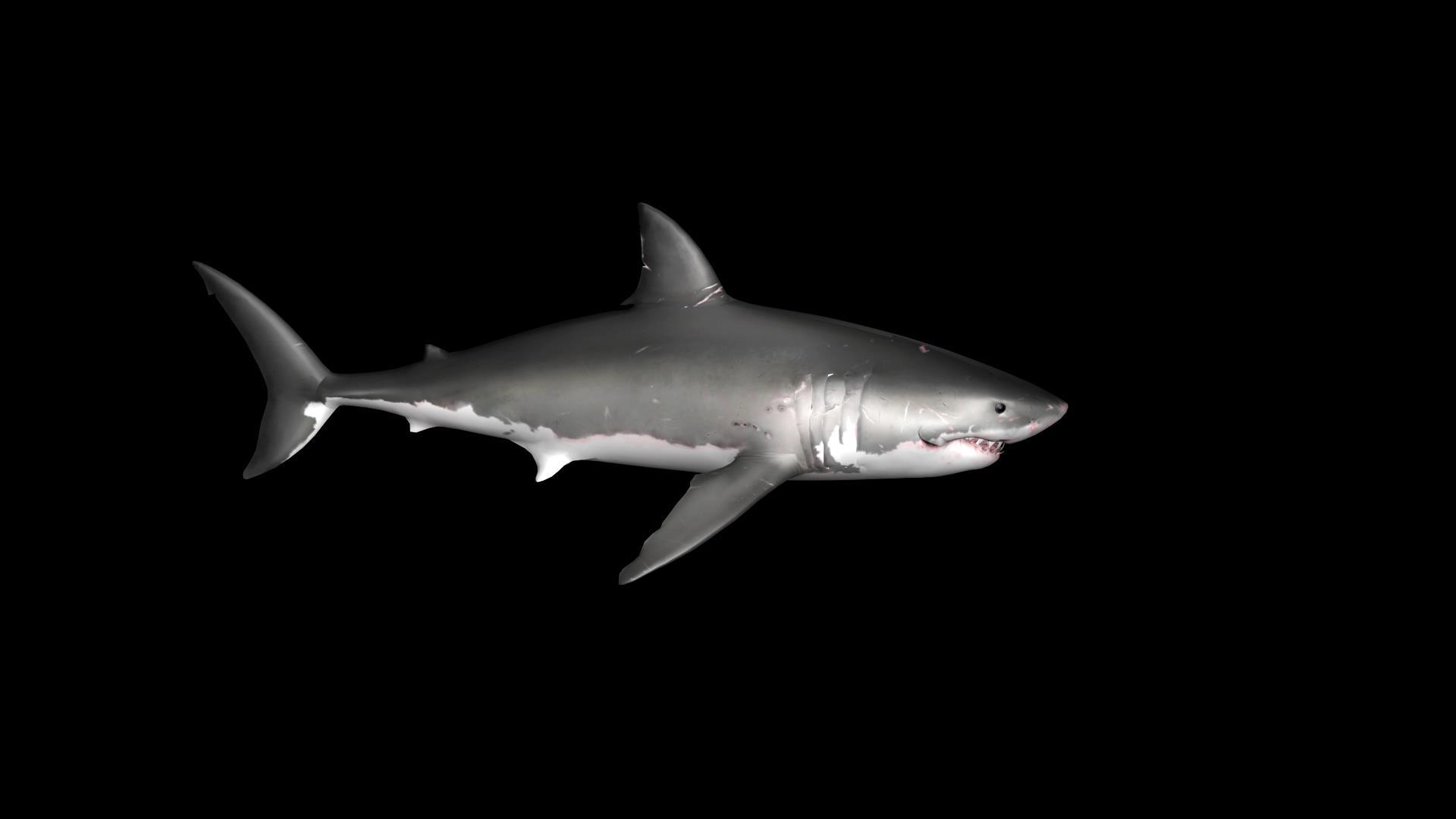 三维鲨鱼动画视频的预览图