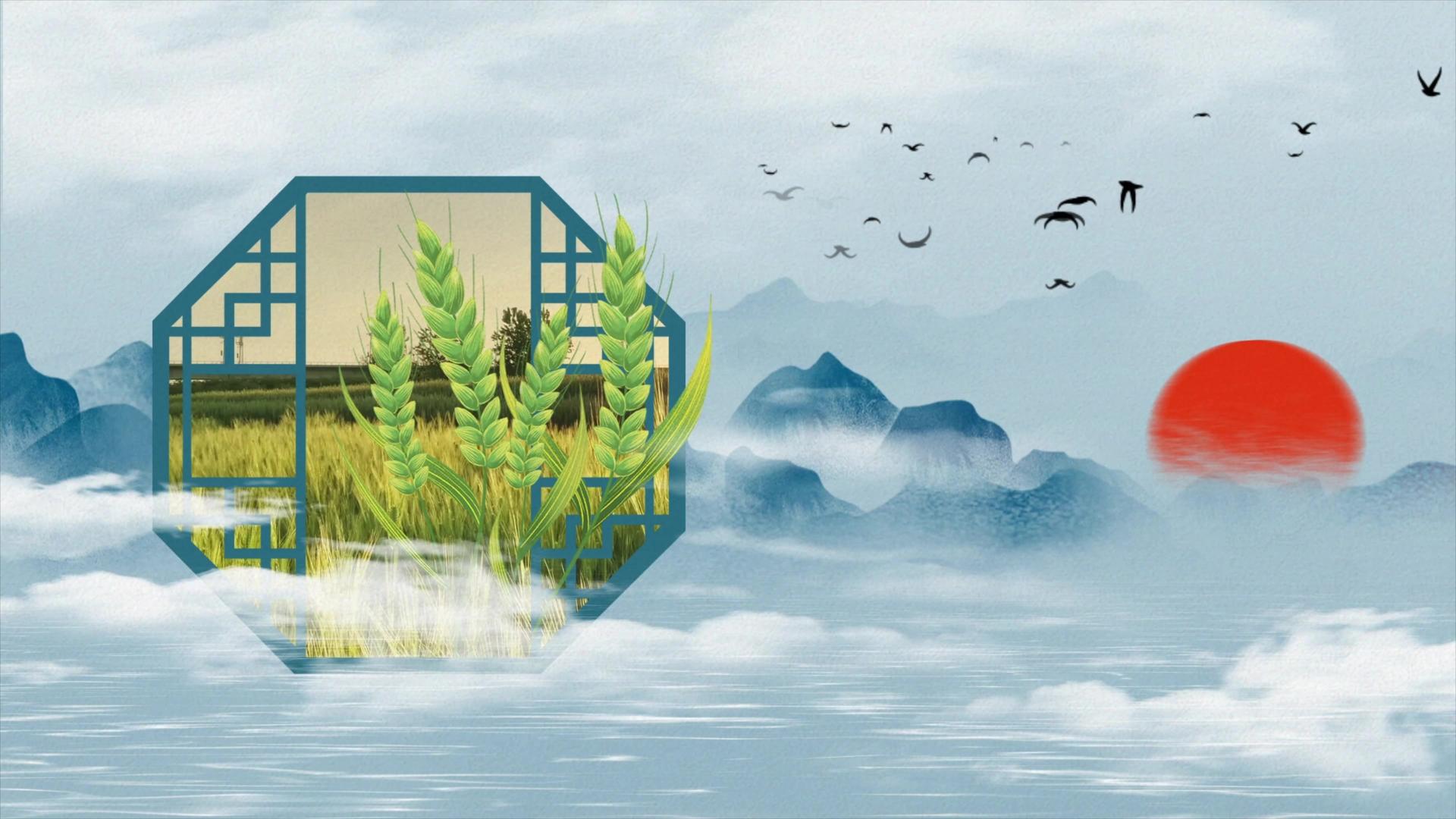 清新中国风景景观小满节气视频视频的预览图