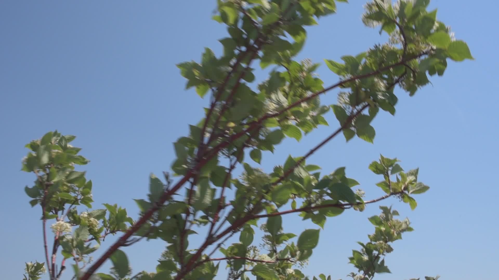 树叶在蓝天的风中摇曳视频的预览图