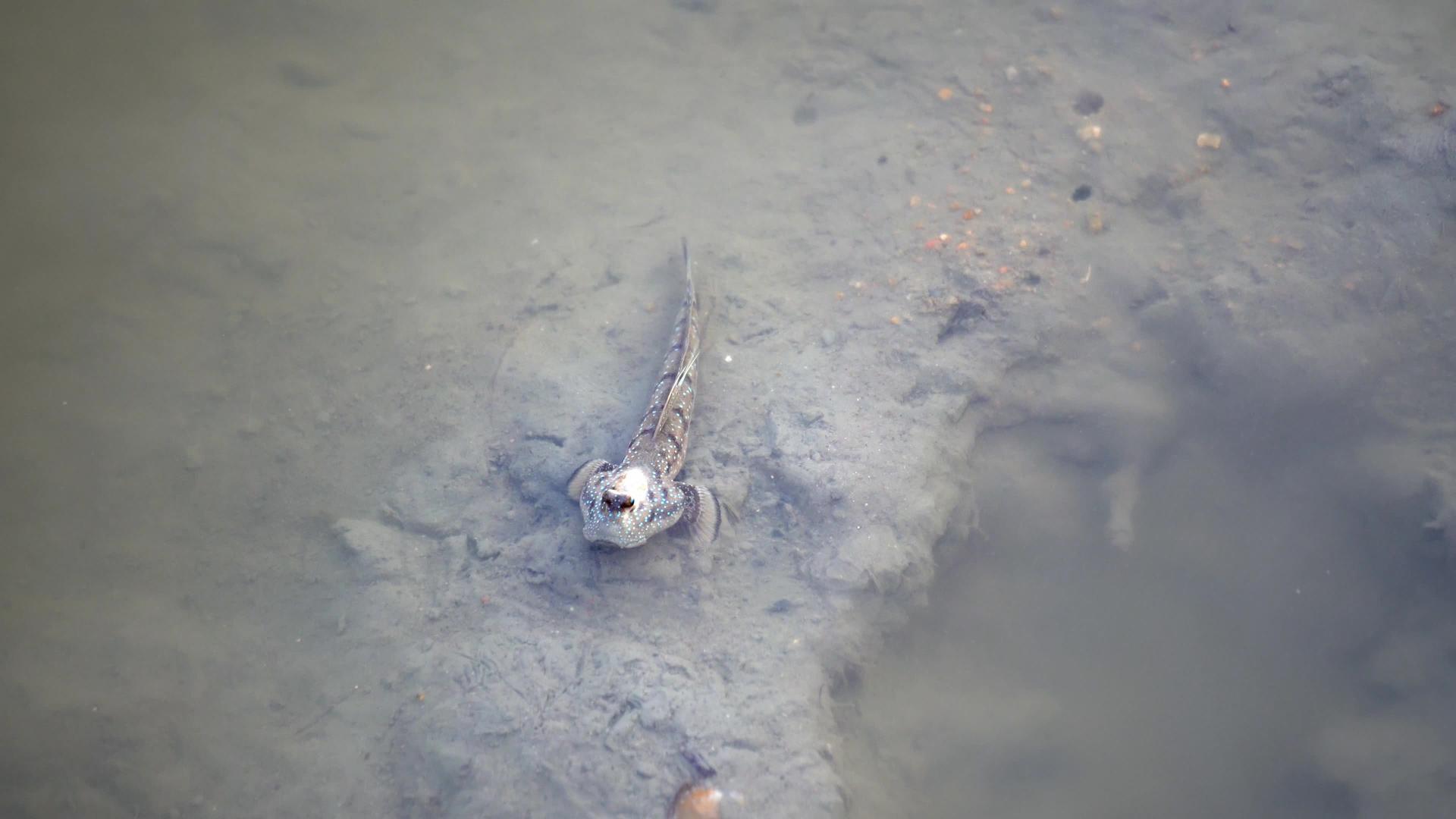 两栖鱼停留在泥地上视频的预览图