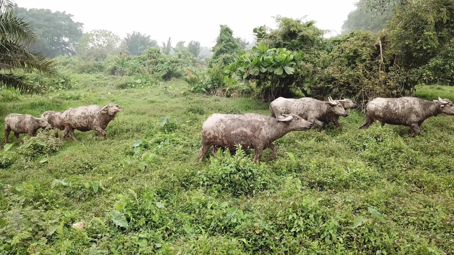 家庭水牛在绿色灌木丛中行走看着镜头视频的预览图