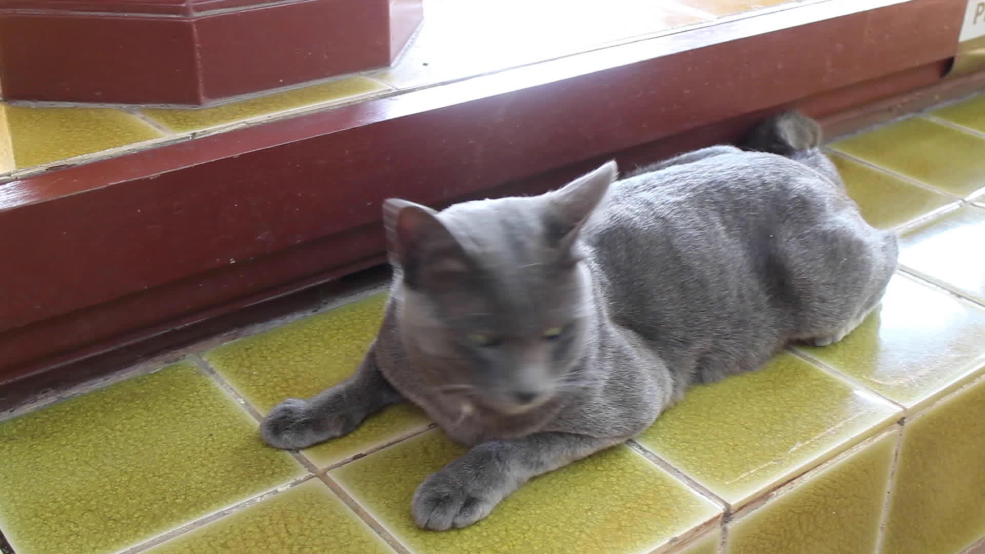 当地灰灰灰灰短发猫冷视频的预览图