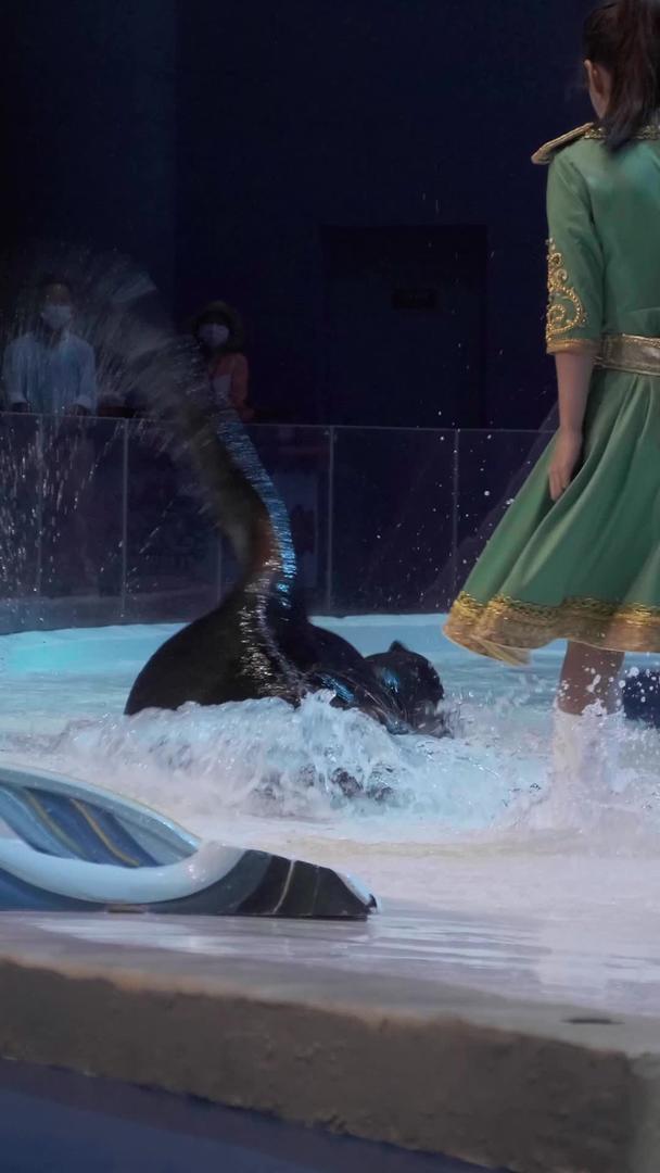 水族馆海狮实拍表演视频的预览图