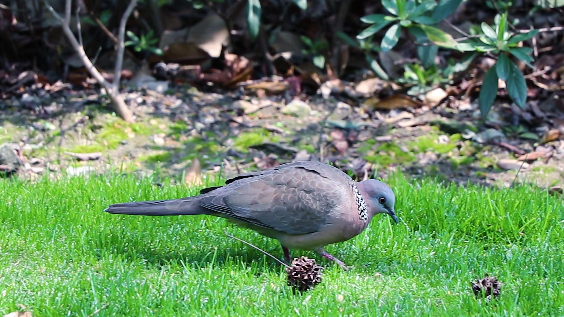 城市公园内的斑鸠鸟视频的预览图