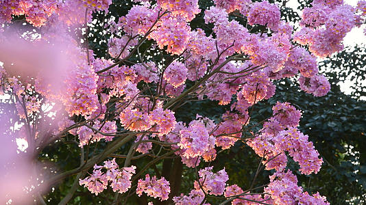 紫花风铃木4k视频的预览图