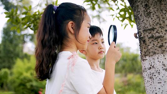 4k实拍小朋友在户外用放大镜认真观察树上昆虫视频的预览图