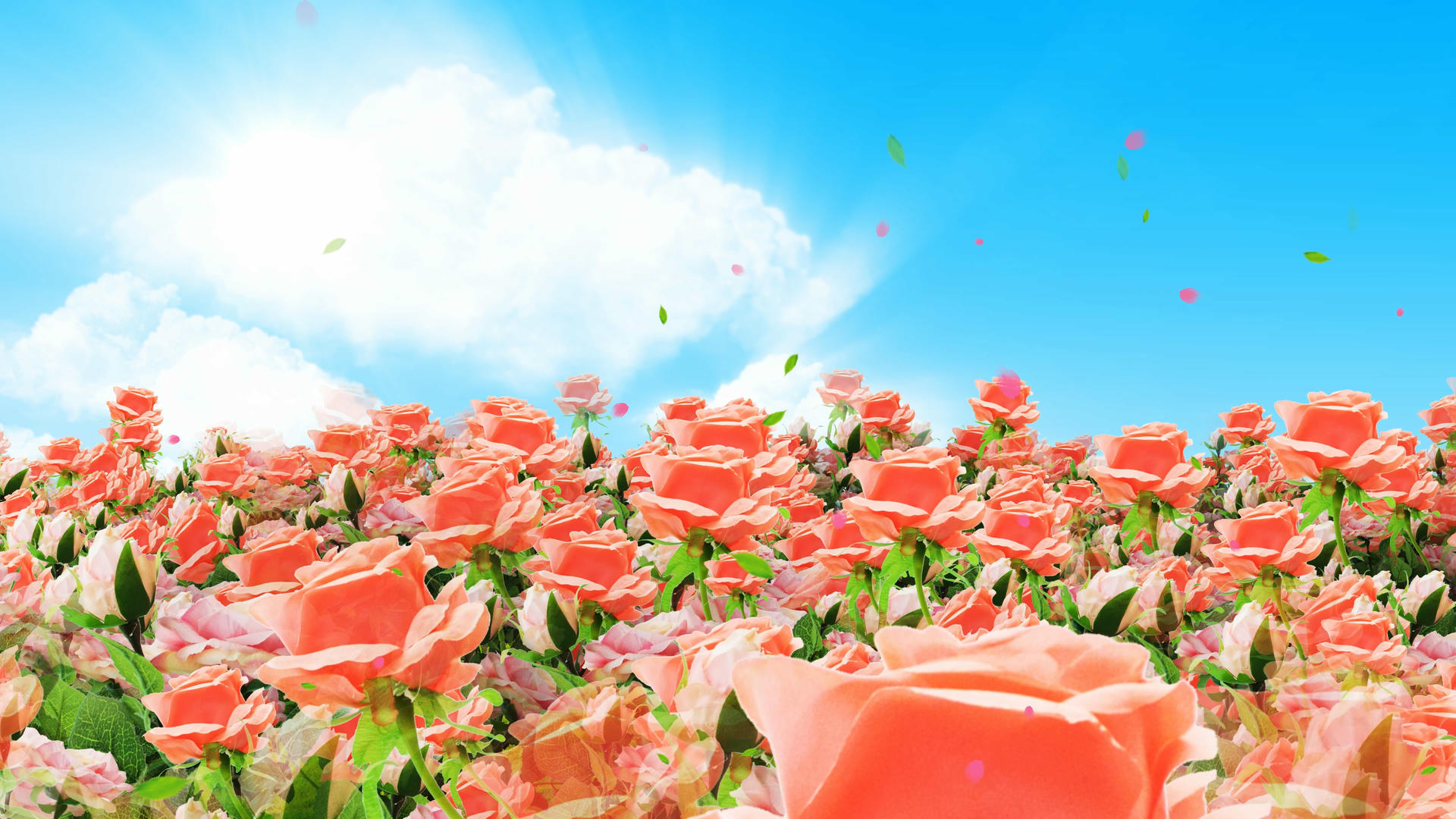 4K唯美的粉色玫瑰花背景素材视频的预览图