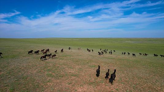5k航拍广袤的草原及草原上奔跑的马匹和马群视频的预览图