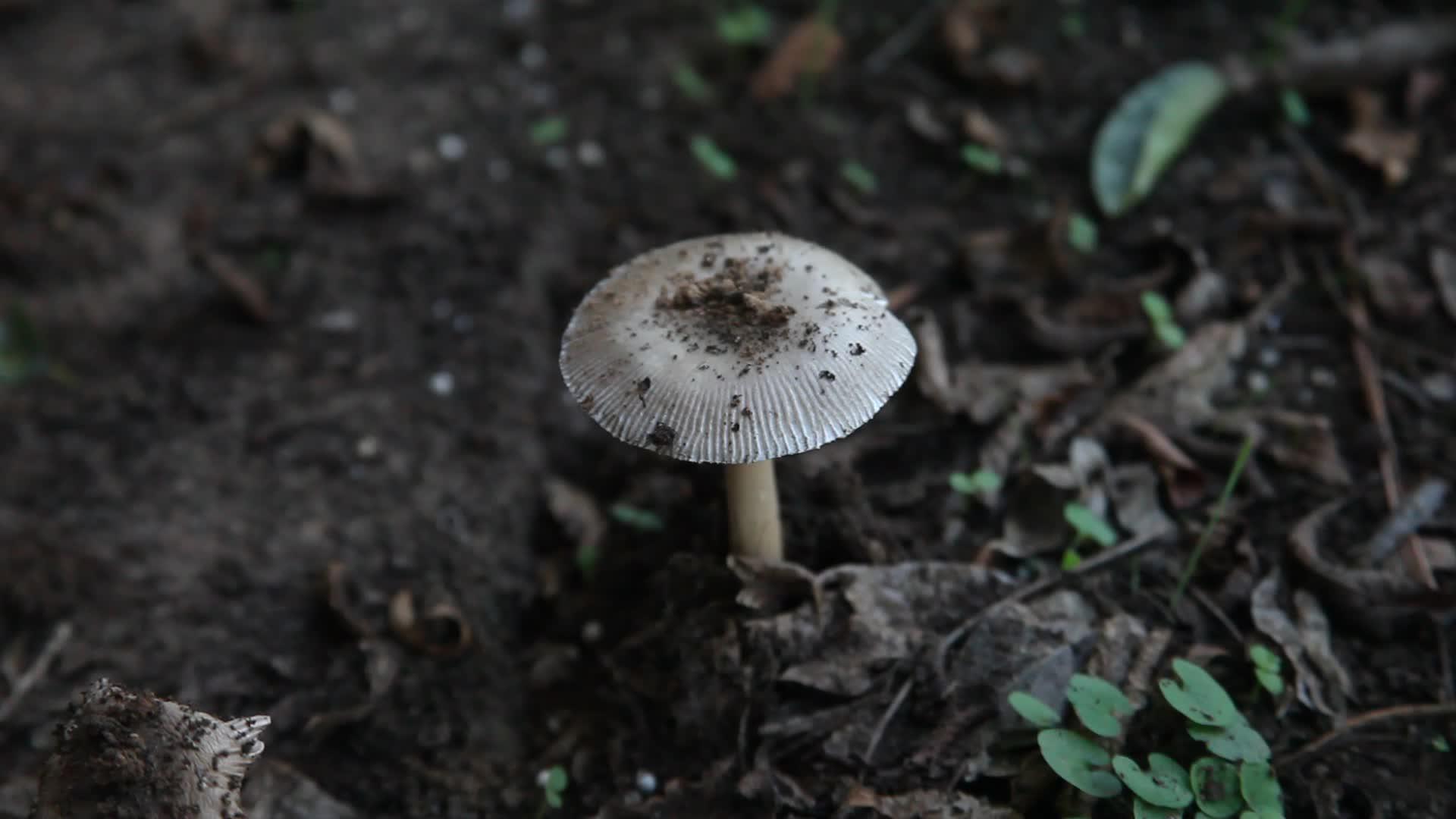 微小蘑菇视频的预览图
