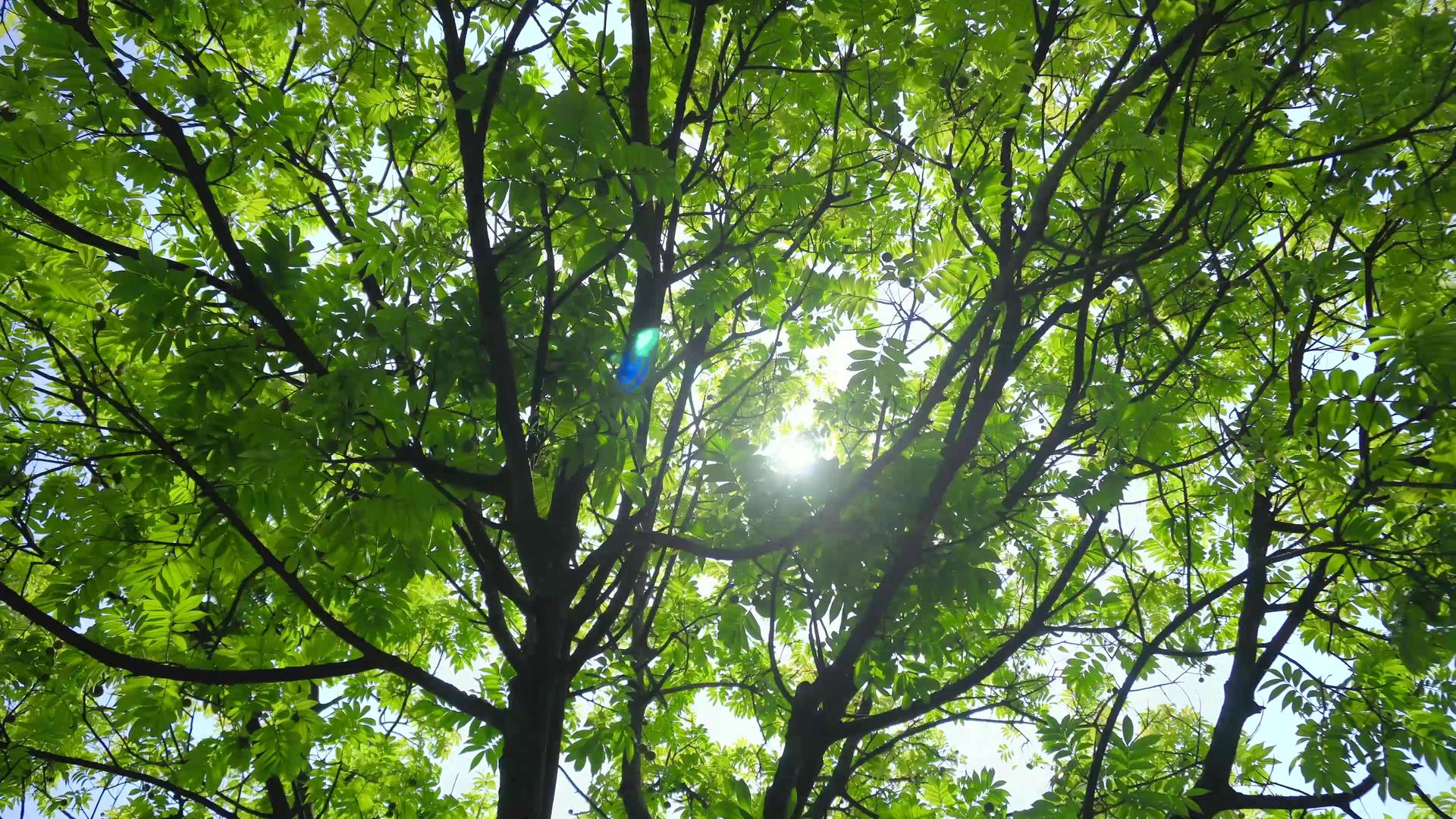 树影阳光光斑视频的预览图