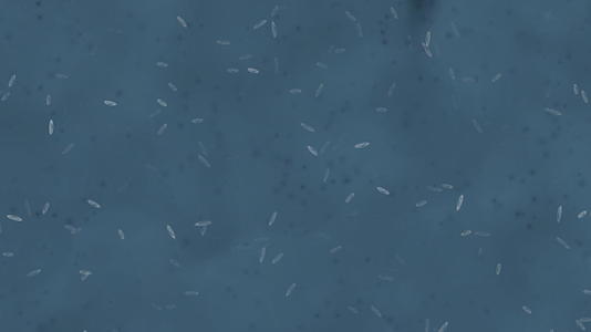 微生物细菌视频的预览图