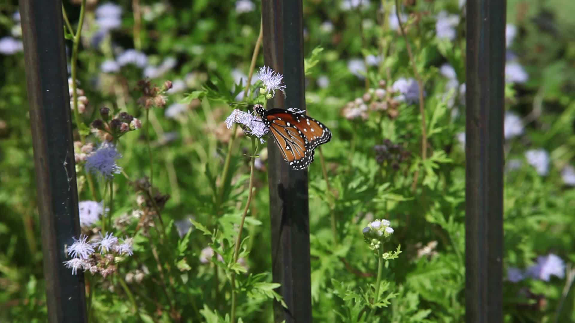 皇后蝴蝶danausgilippus视频的预览图