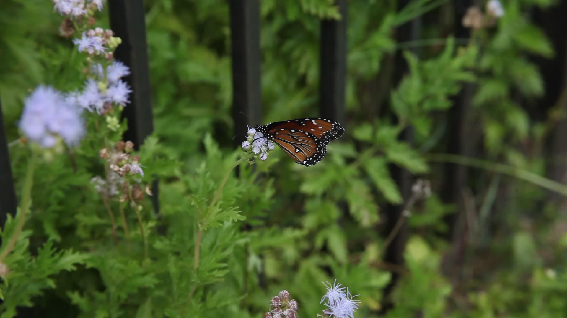 皇后蝴蝶danausgilippus视频的预览图