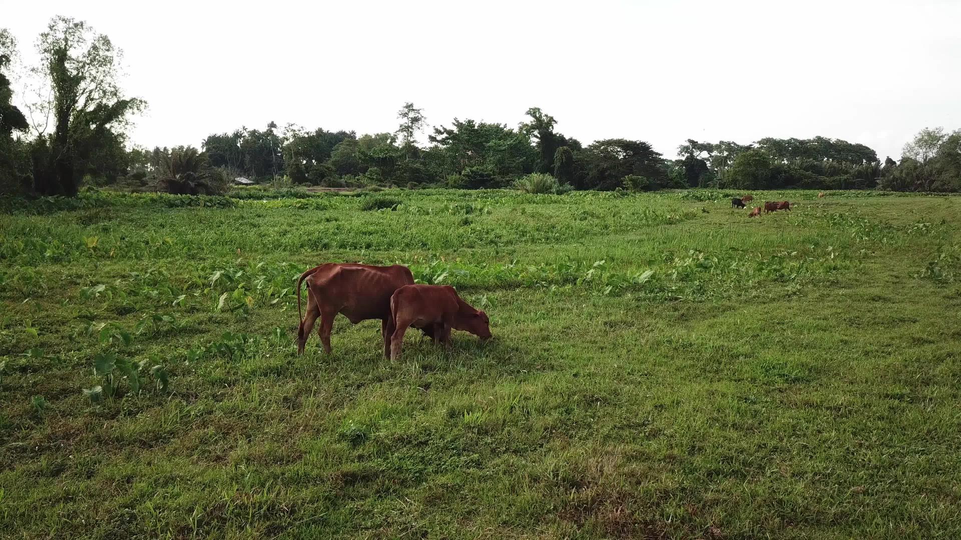 在农村地区的绿地上放牧视频的预览图