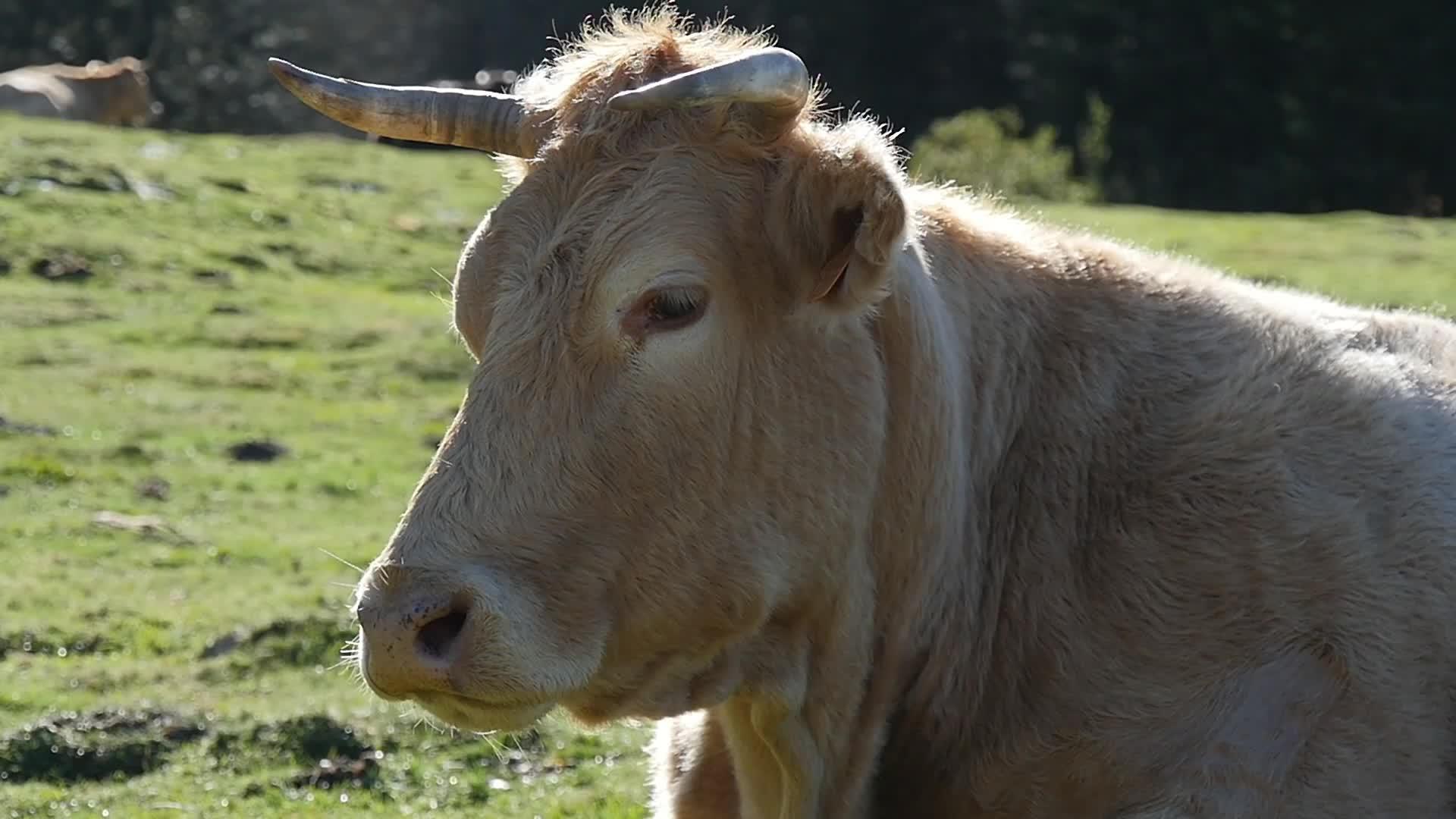 一头牛的头视频的预览图