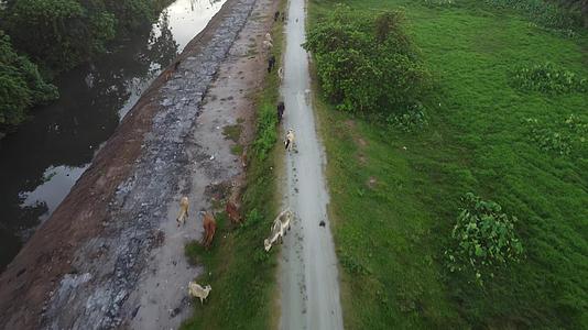 在Kampung牛在路上行走视频的预览图