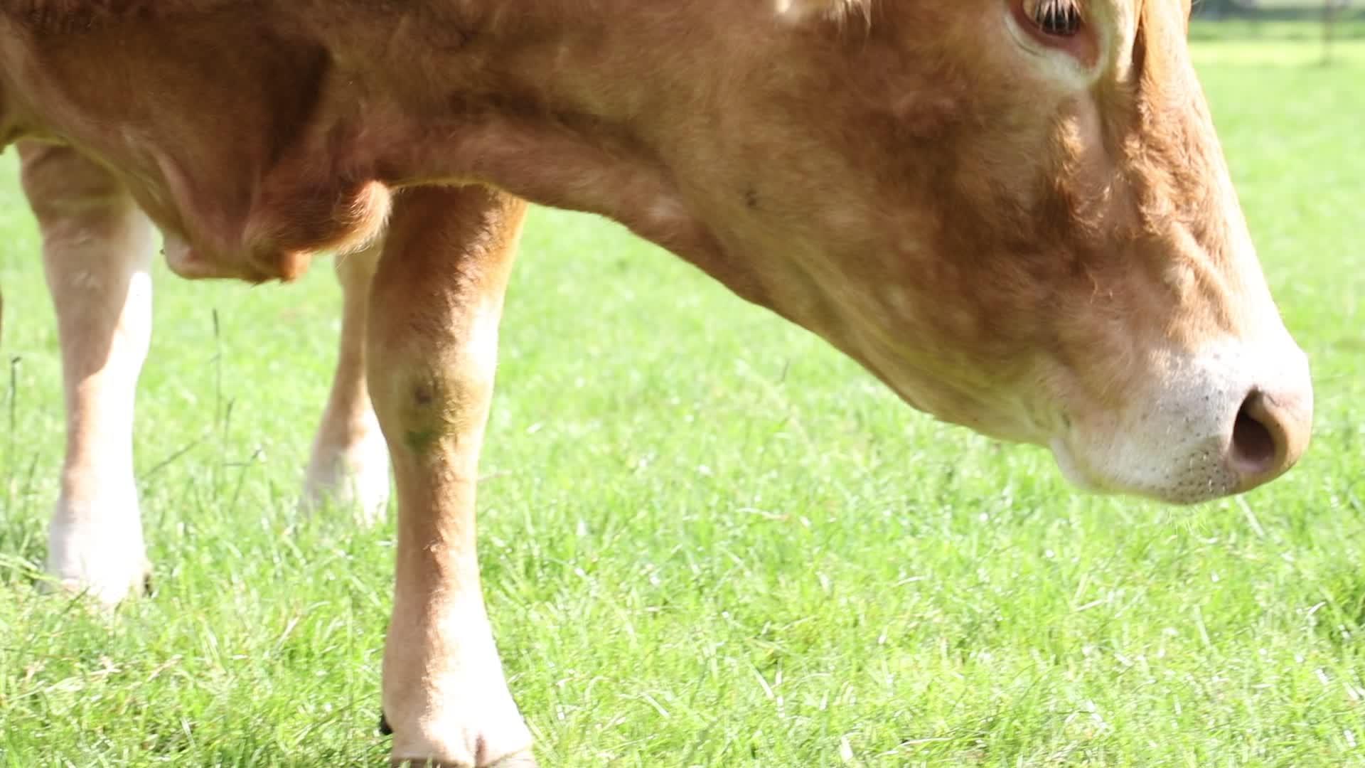 红斑白牛在绿草地上吃草视频的预览图