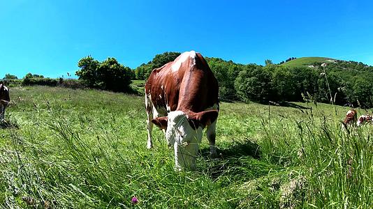 牛和蓝天在草地上放牧视频的预览图