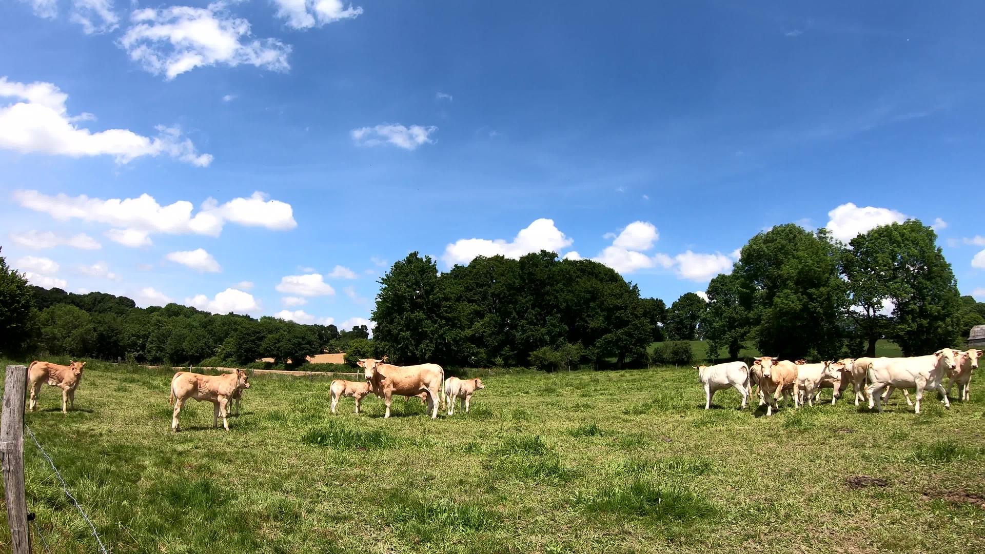 白牛群聚集在草地上视频的预览图