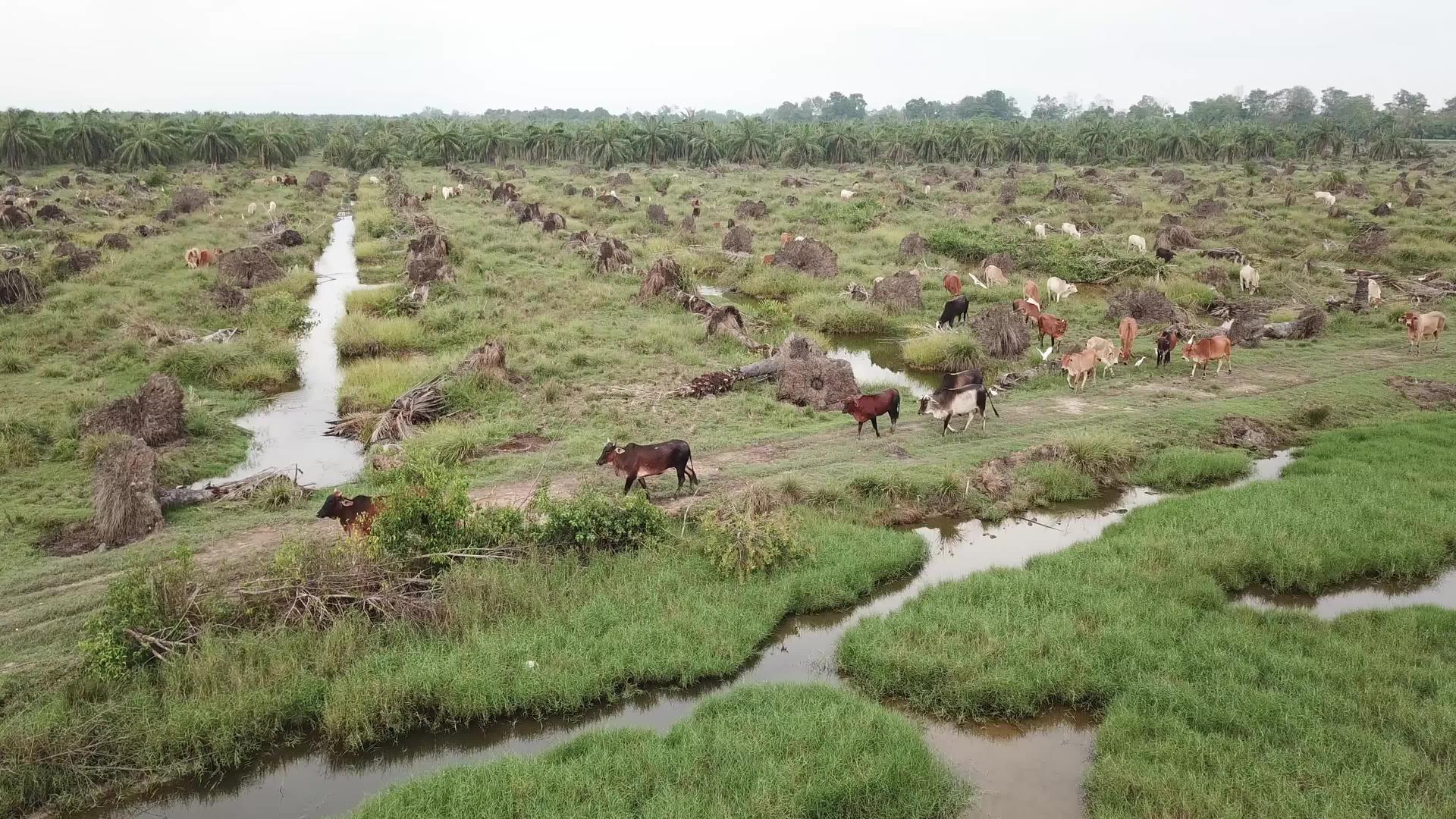 清空后奶牛在油棕榈种植园散步视频的预览图