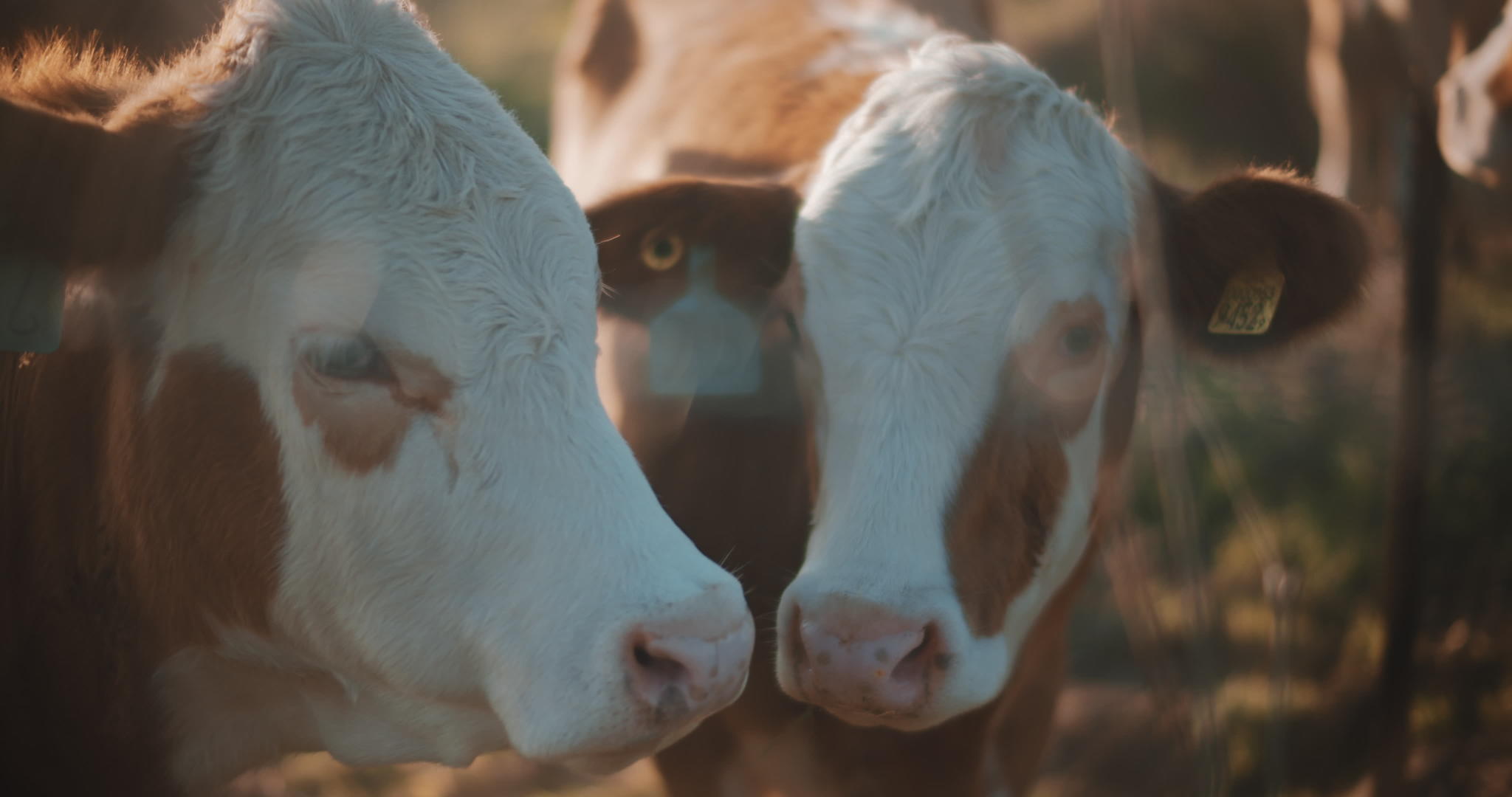 两头奶牛享受大自然视频的预览图