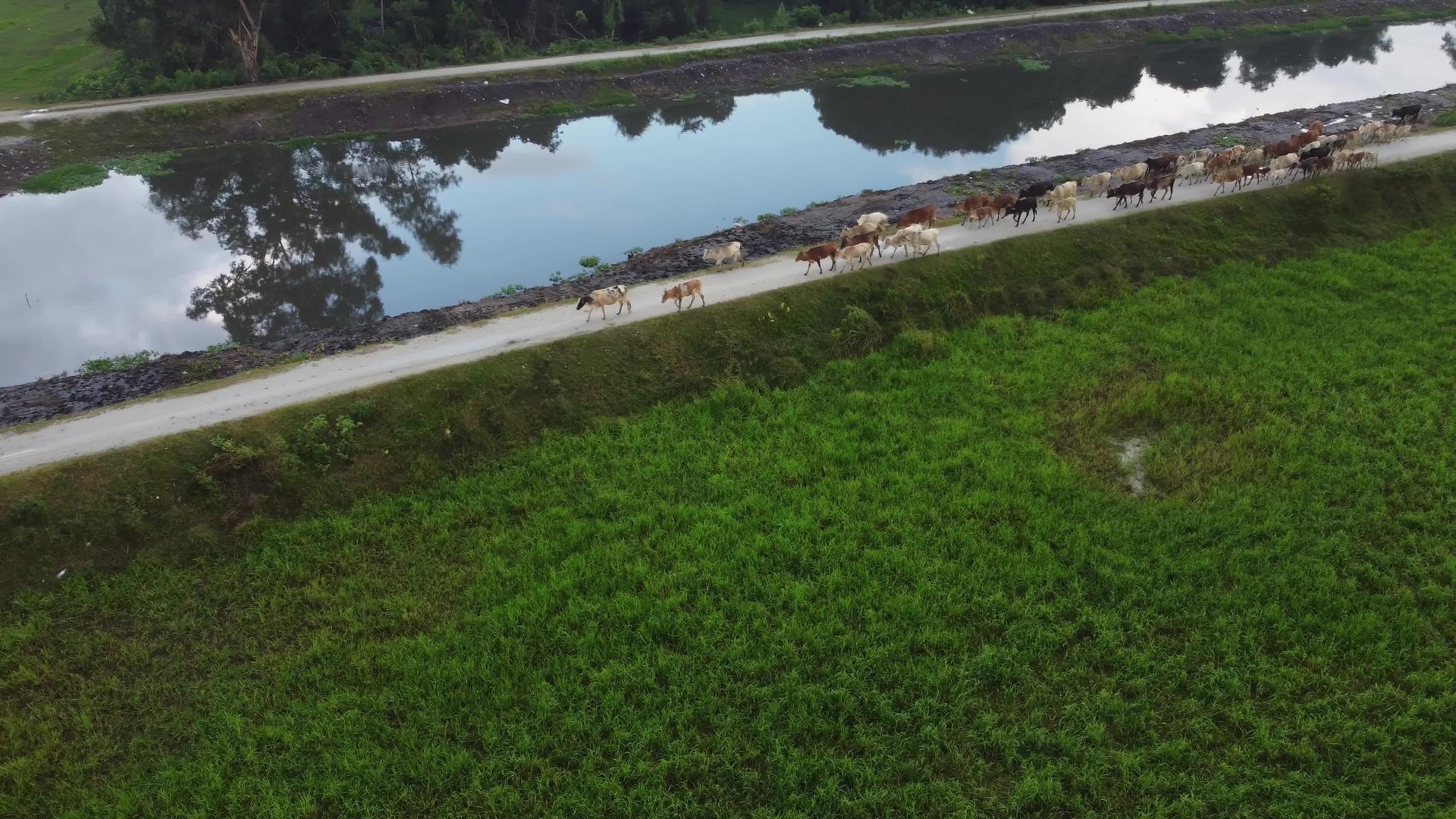 看到无人驾驶飞机的奶牛在河边行走视频的预览图