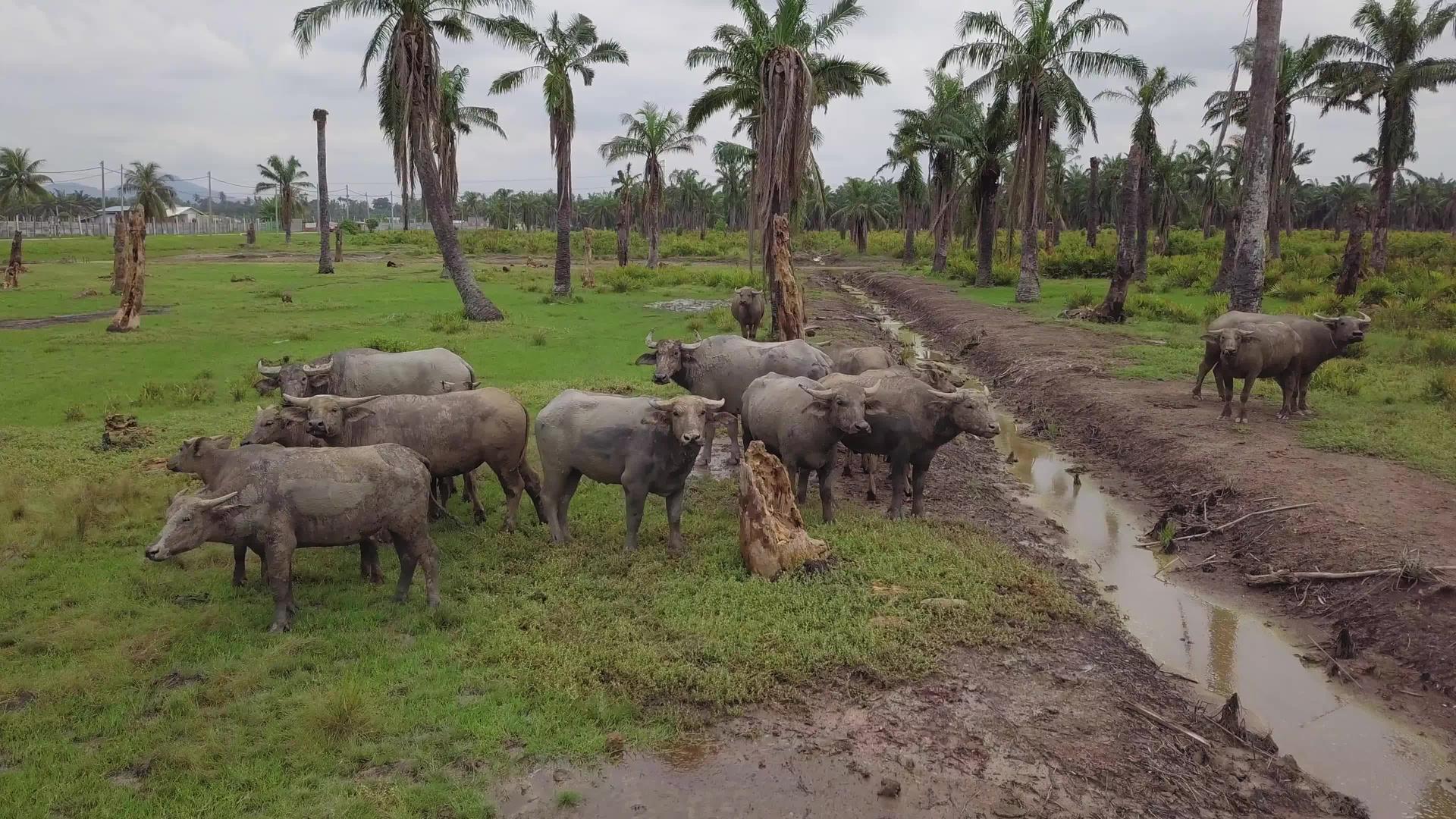 水牛留在干油棕榈地视频的预览图