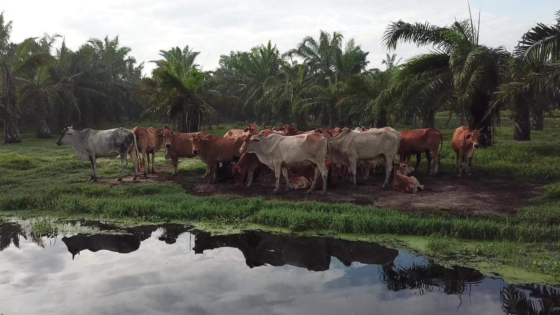 在油棕榈种植园的河边观看空中牛群视频的预览图