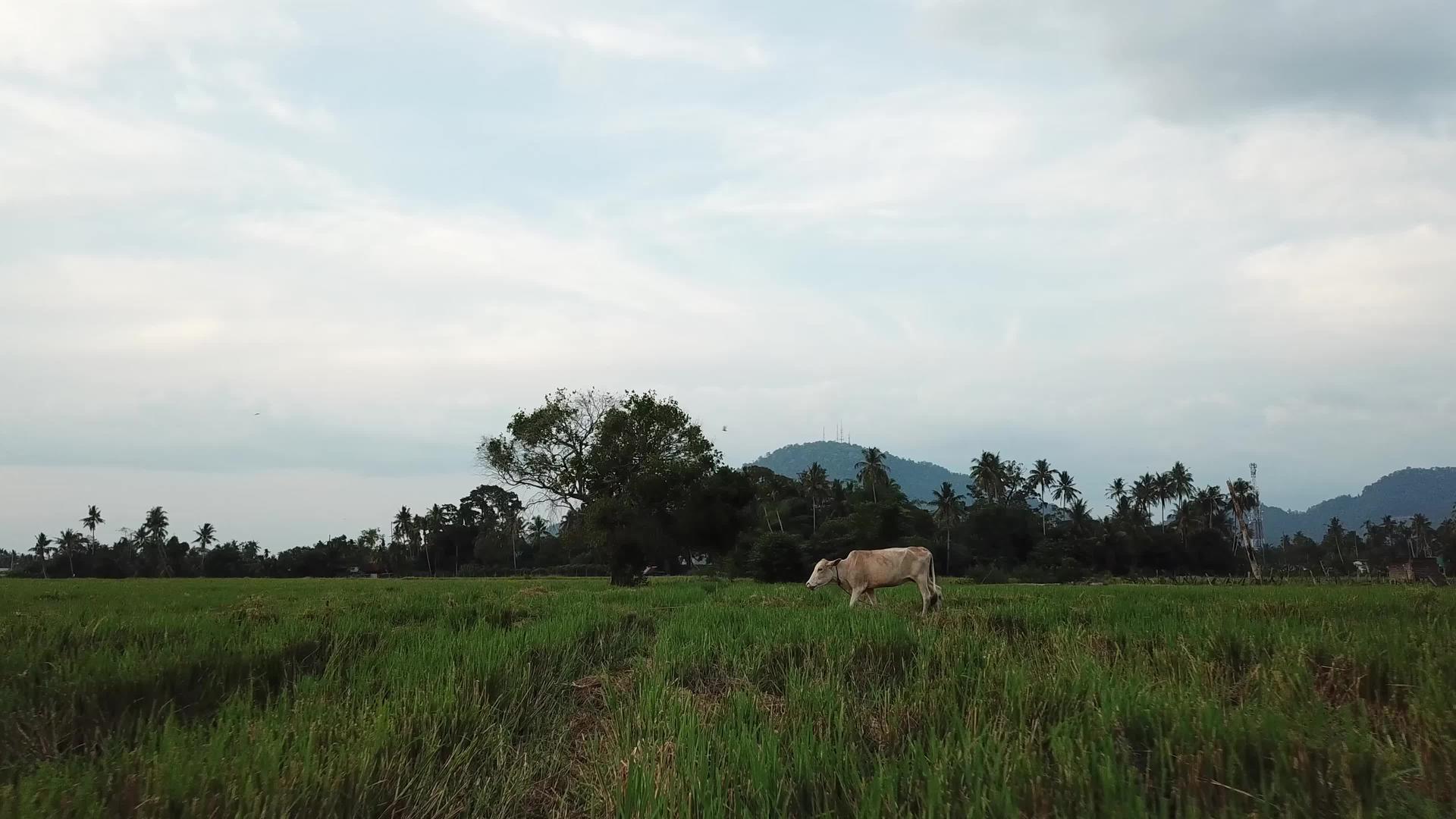 奶牛在农场散步视频的预览图
