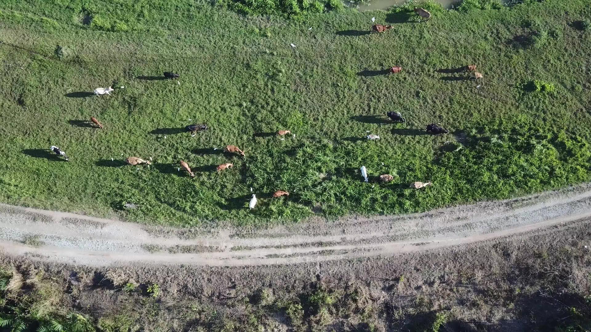 牛群在绿草地上飞翔视频的预览图
