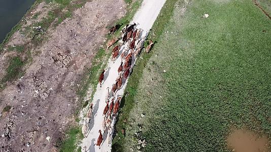 一群牛在炎热的阳光下走在农村道路上视频的预览图