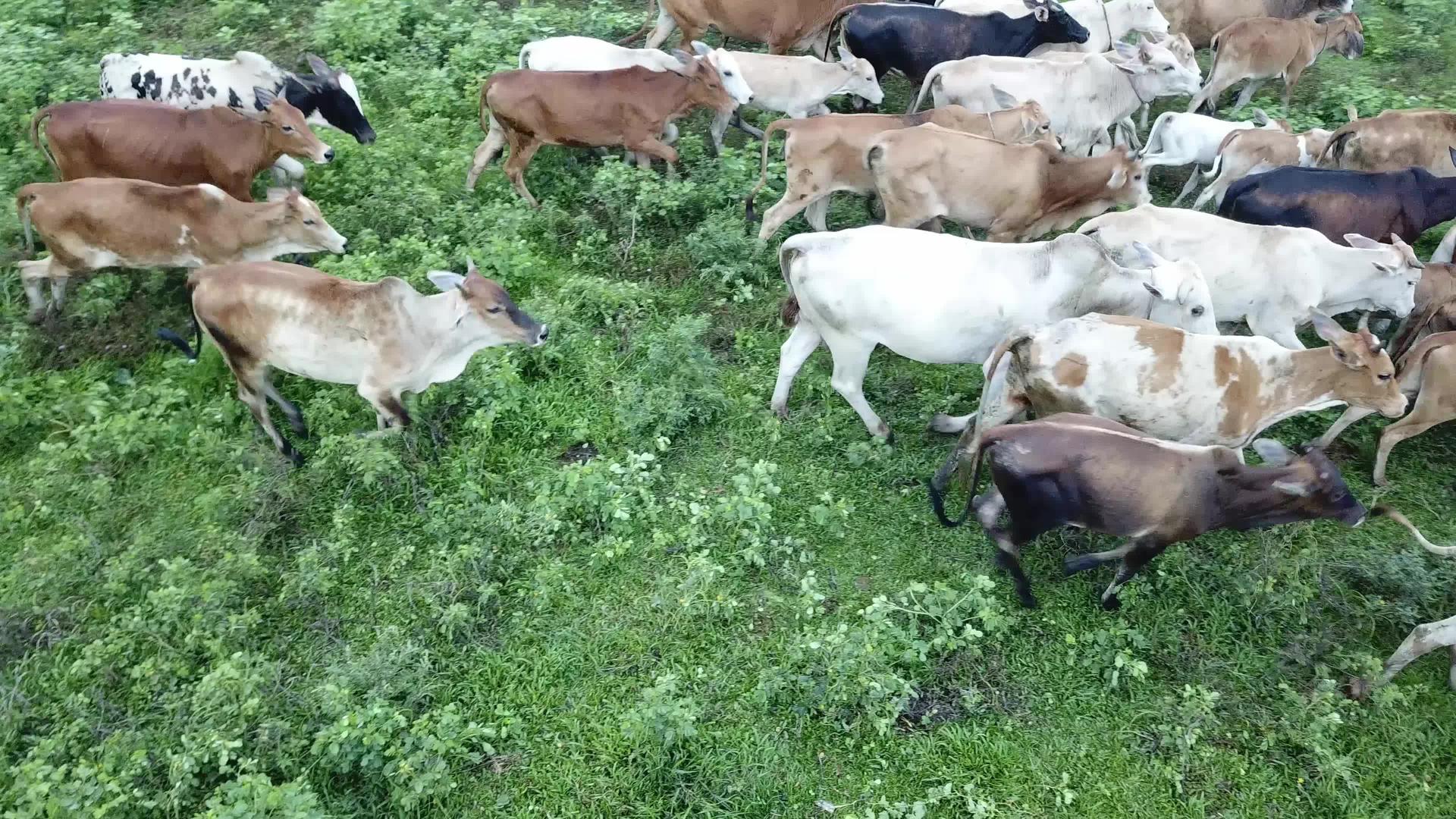 空中奶牛在农场经营视频的预览图