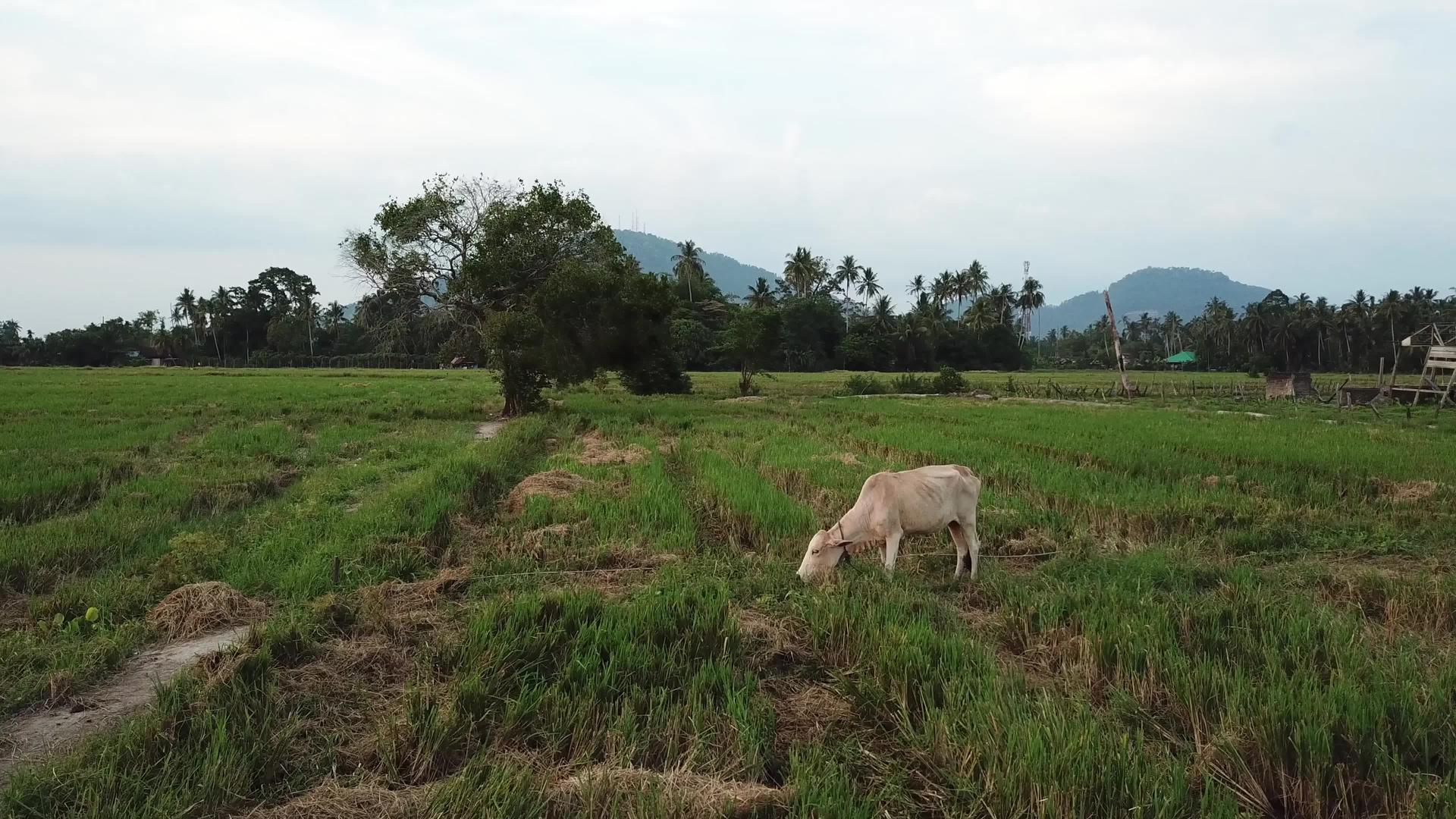 牧牛在稻田里吃草视频的预览图