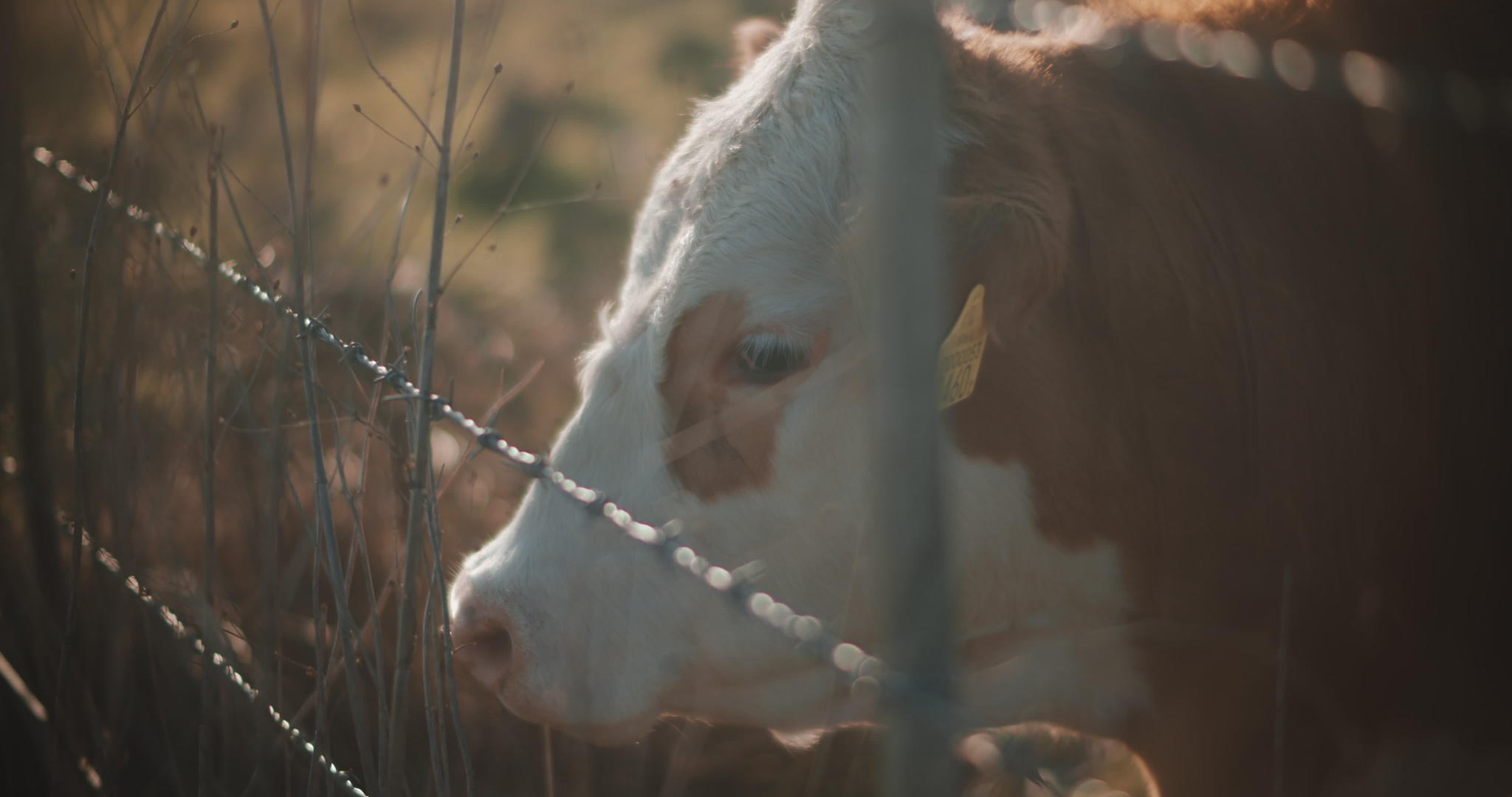 唯一的母牛站在篱笆旁边视频的预览图