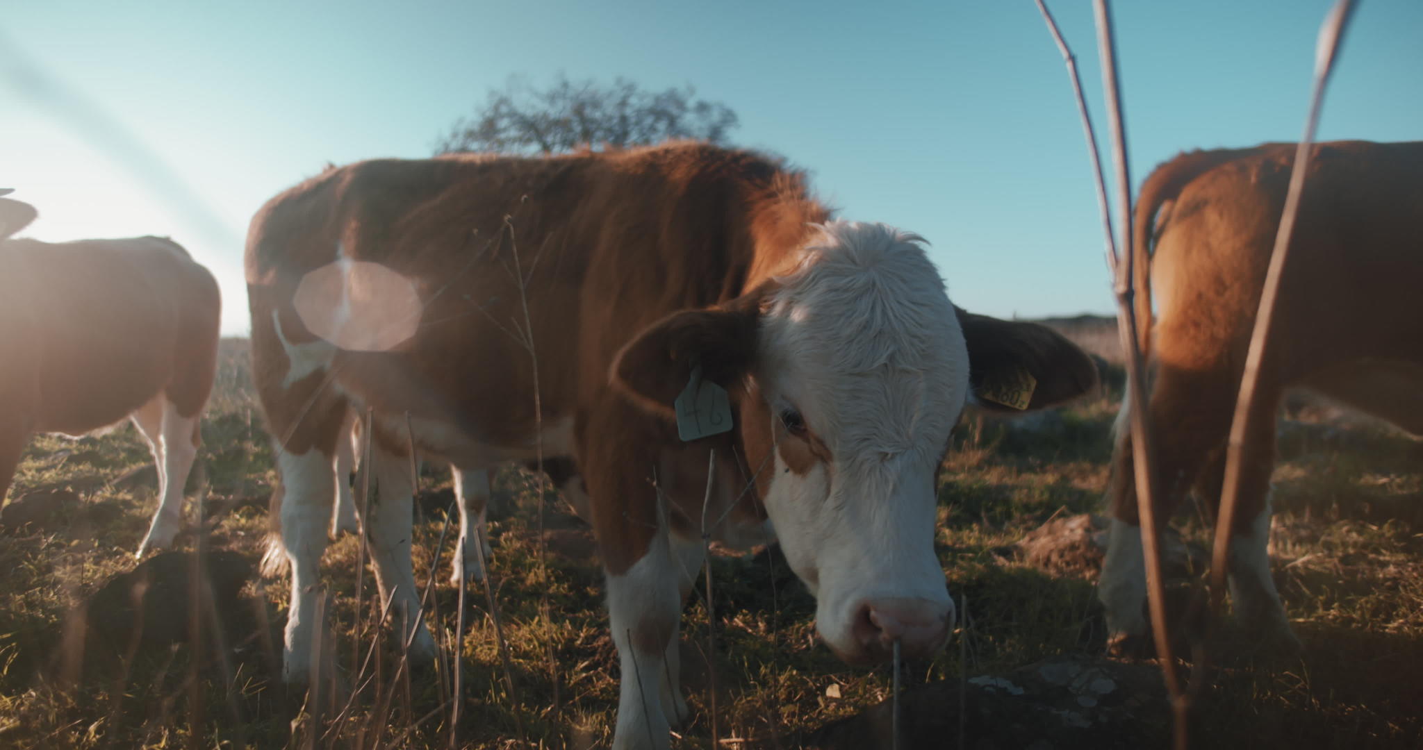 日落时嚼草的棕牛视频的预览图