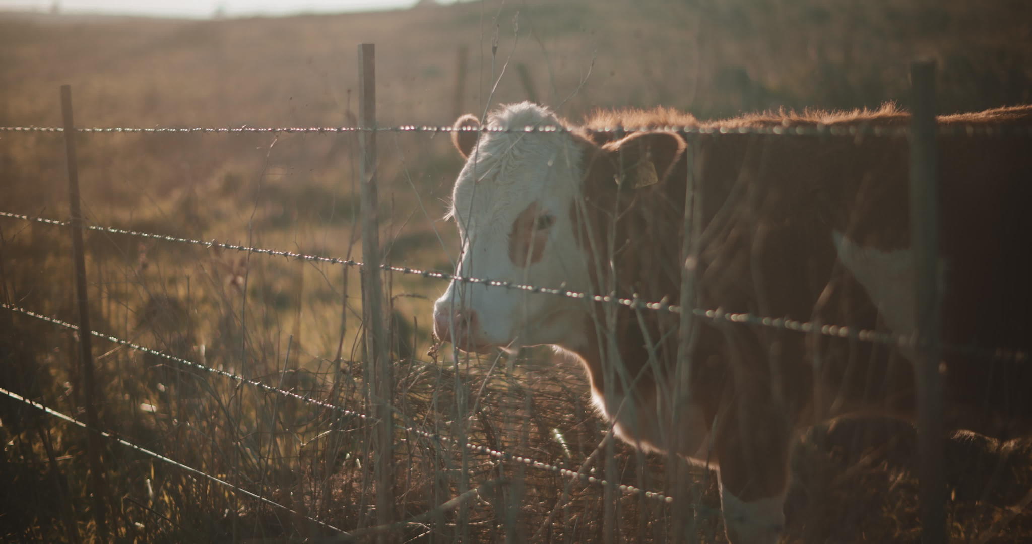 棕色的奶牛站在篱笆旁边视频的预览图