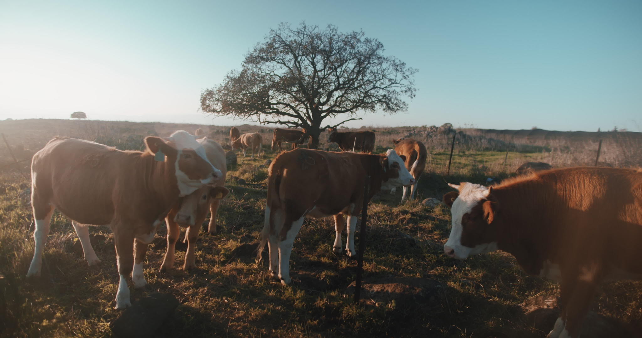 棕色牛群野外放牧视频的预览图