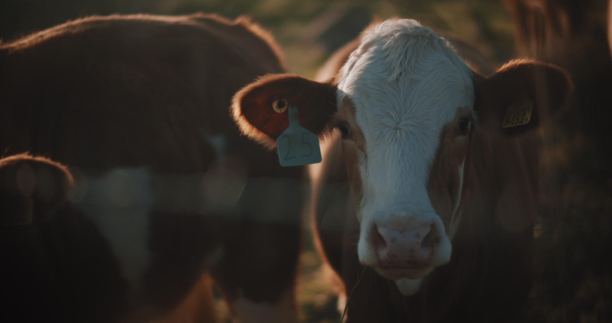 棕黄牛享受日落视频的预览图