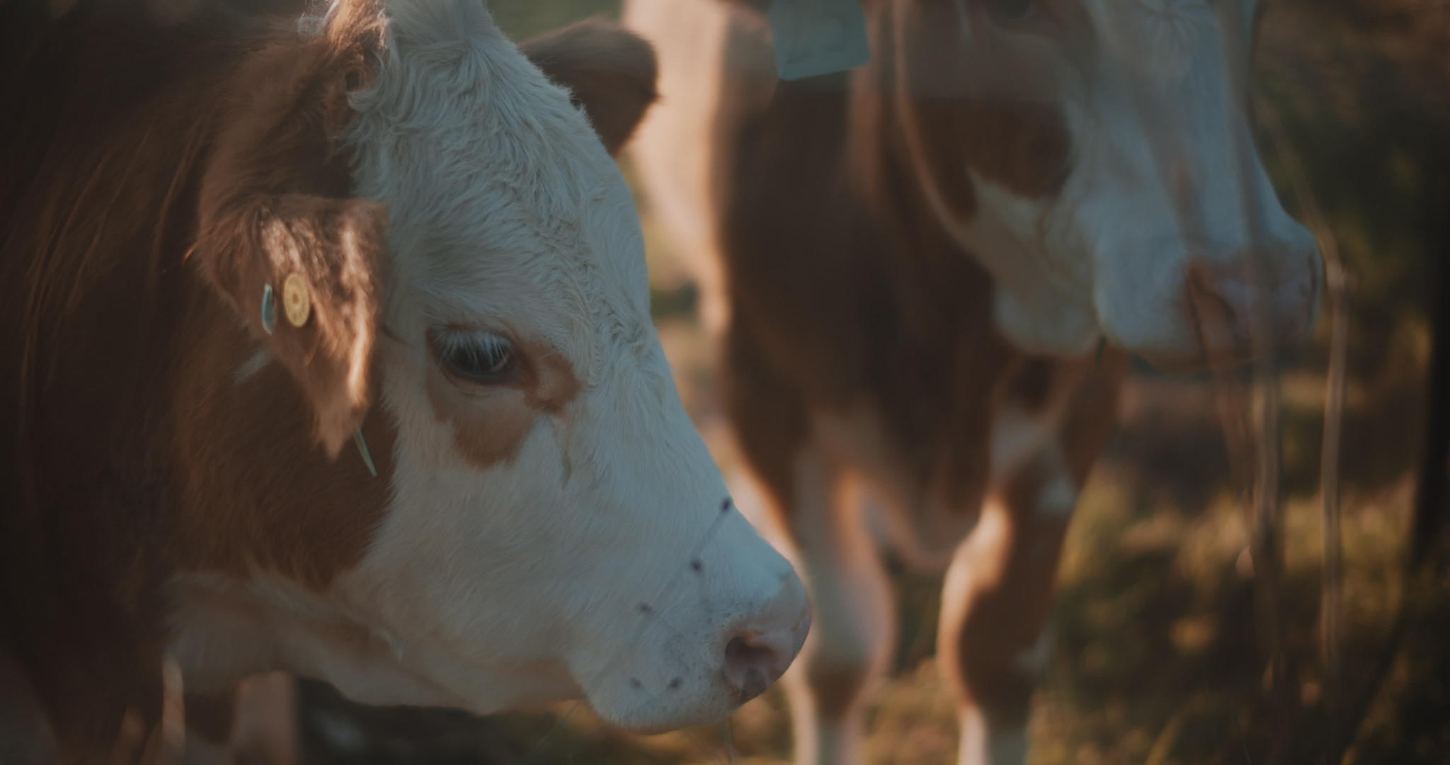 棕色奶牛享受温暖的日落视频的预览图