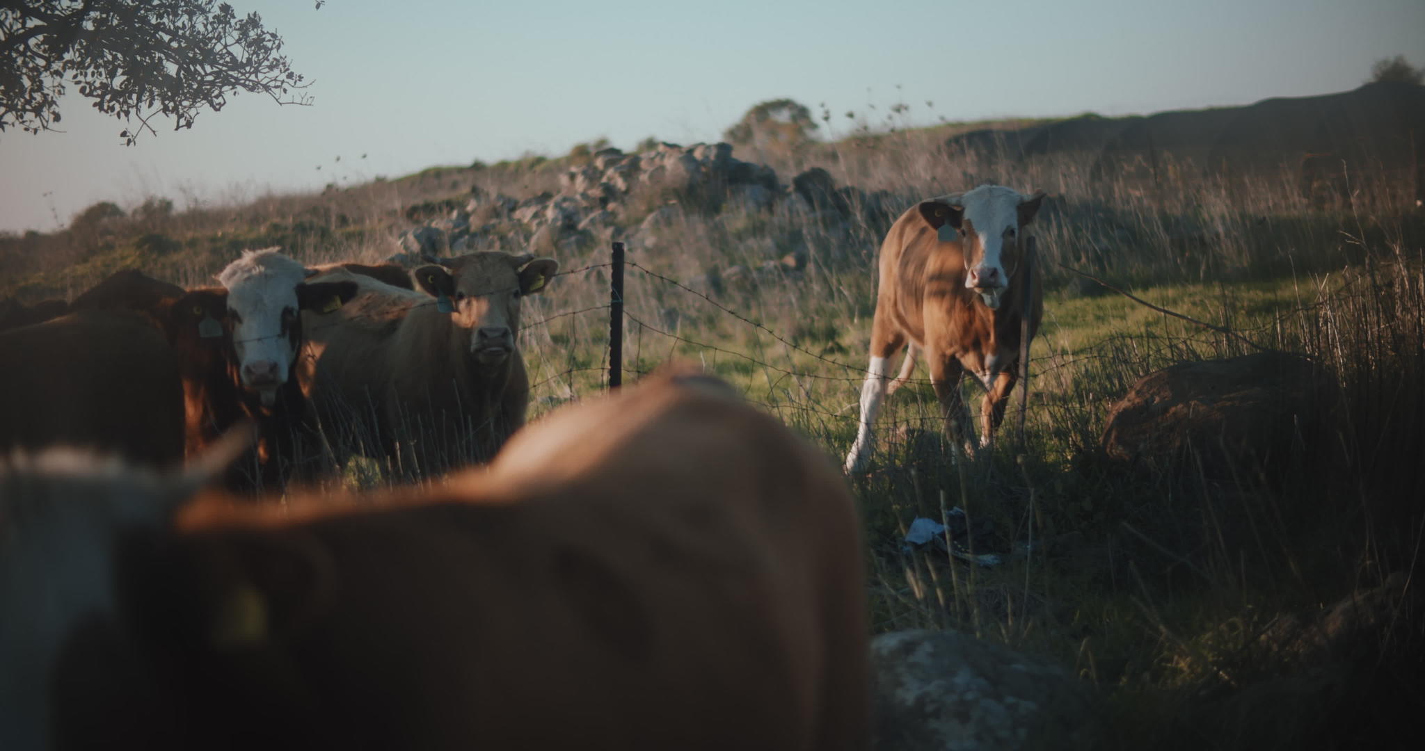 棕色奶牛在日落时放牧视频的预览图