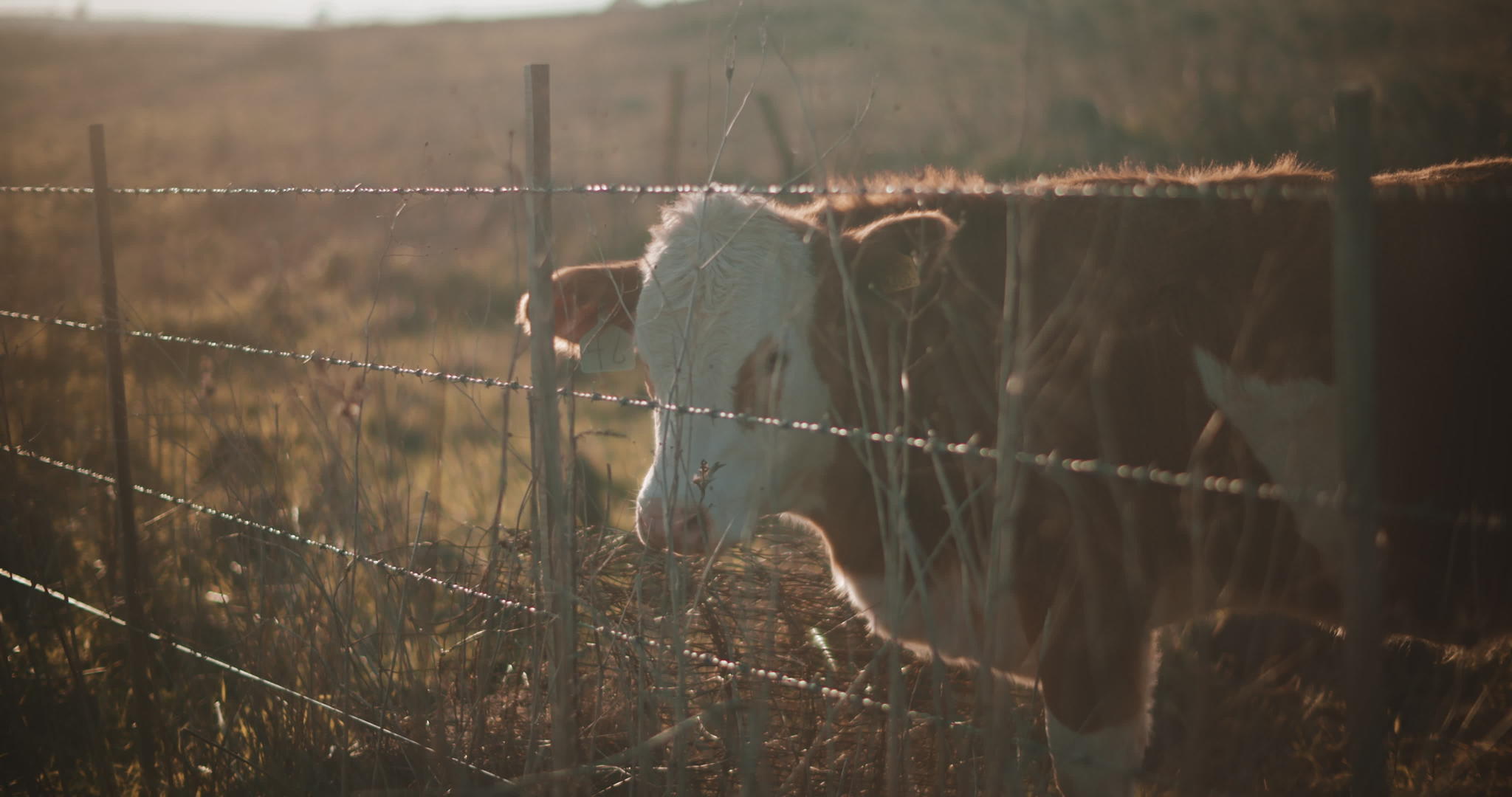牛牛放牧在栅栏旁边视频的预览图