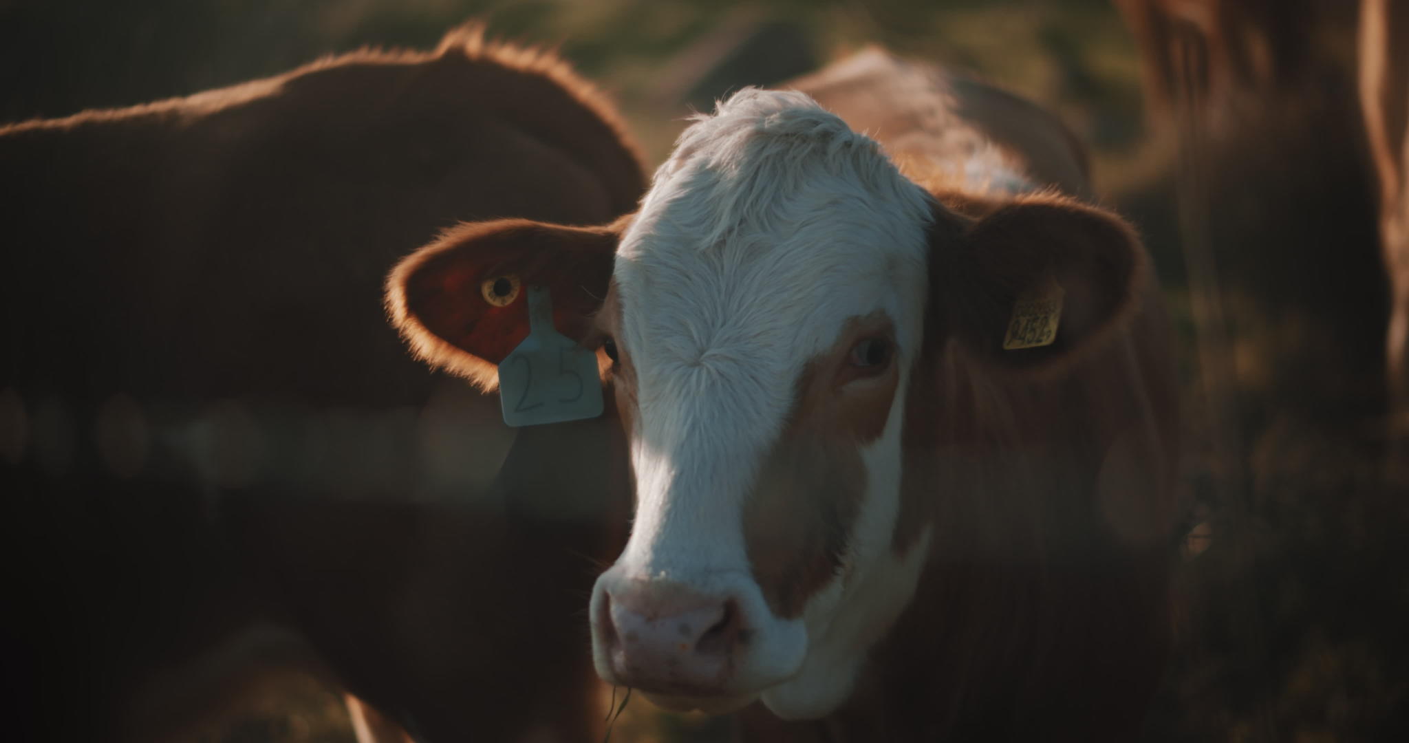 牛牛在栅栏附近放牧视频的预览图
