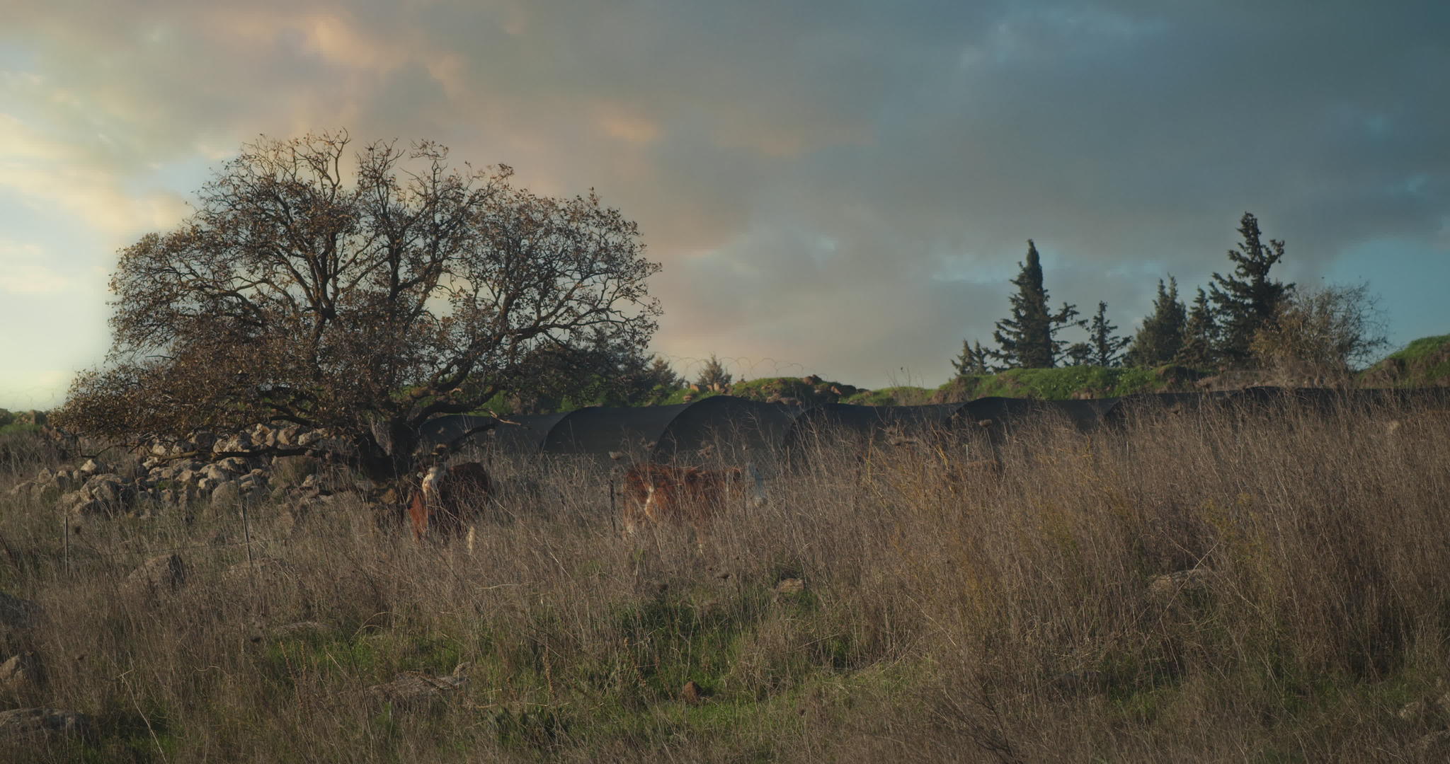 在黄昏的夏天在树旁的草原上放牧牛视频的预览图