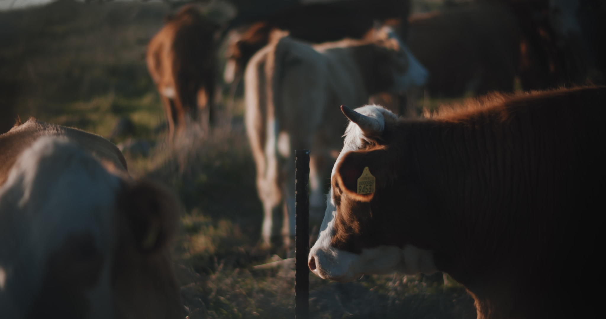 高原牛在日落时放牧视频的预览图