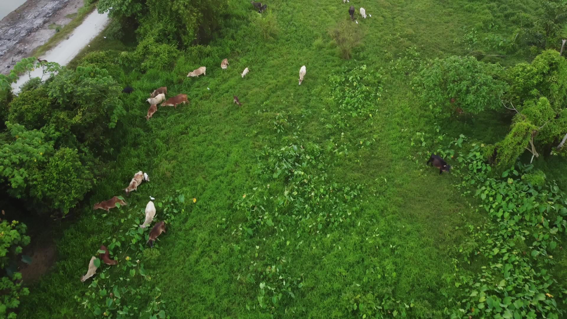 无人驾驶飞机飞越牛群放牧草地视频的预览图
