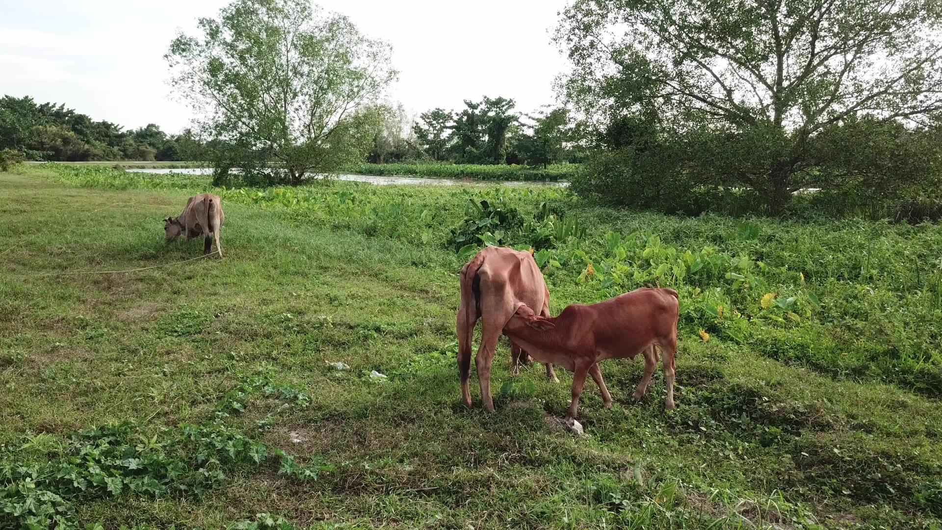 农村地区的奶牛喂小牛奶视频的预览图