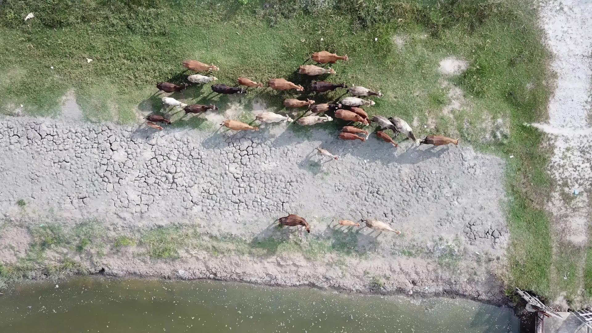 沿河岸步行的奶牛视频的预览图